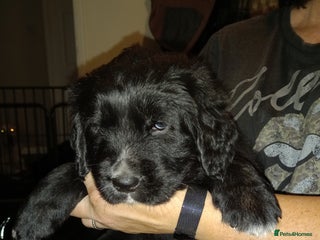 Mixed Breed dogs Golden Mountain Dog Pups - Advert 1