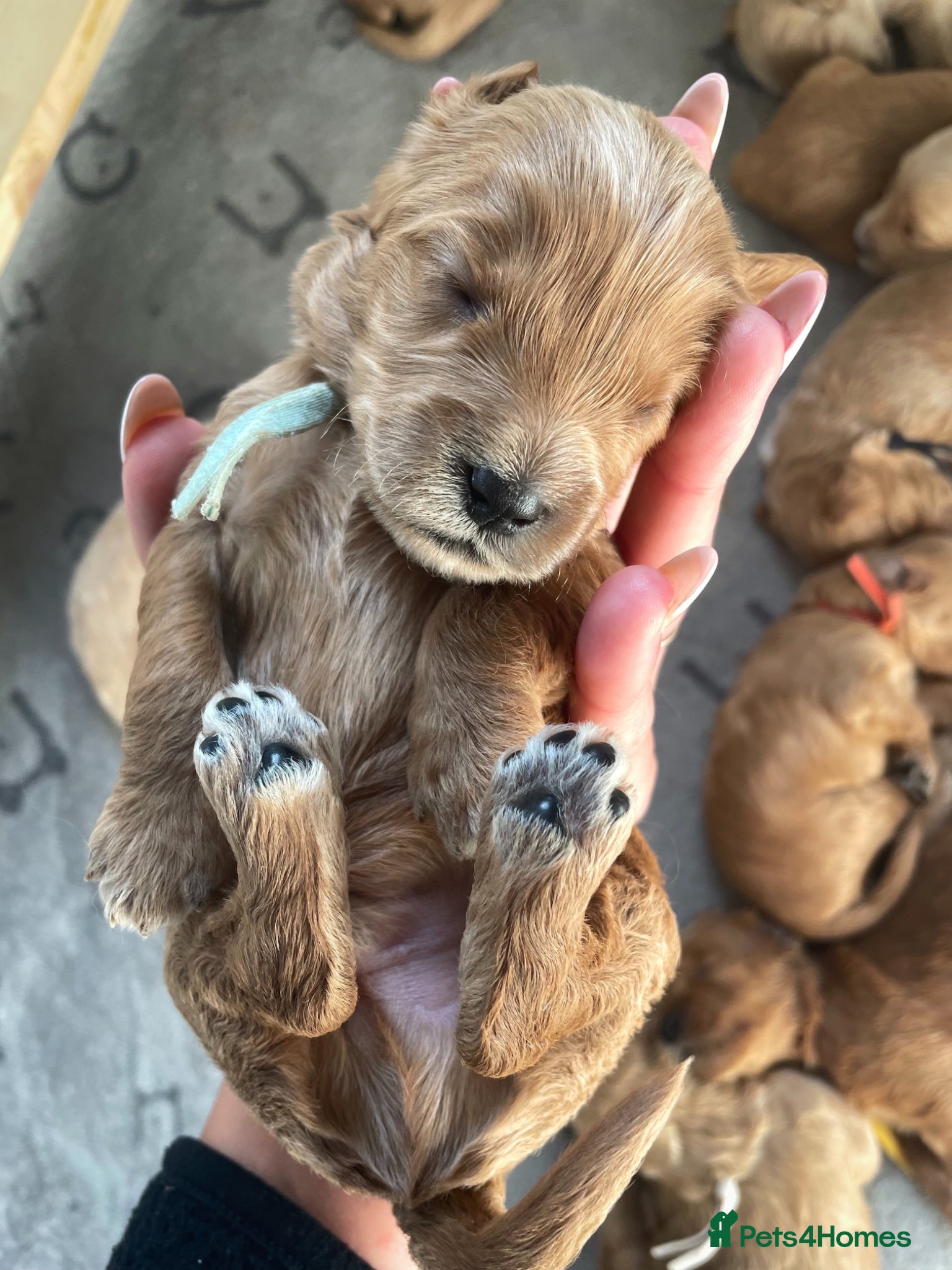 Cockapoo dogs Toy/Miniature Cockapoos. Arrived today! - Advert 4