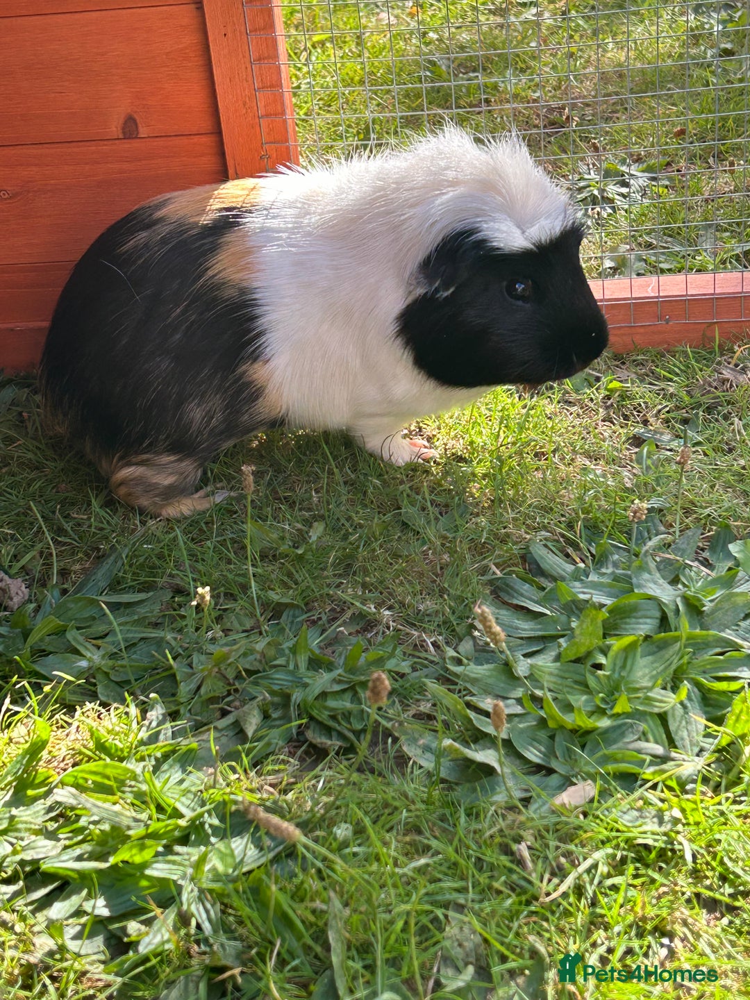 Guinea Pig rodents for sale: Meet Smithy & Gavilar 🐹🤍  - Image 4