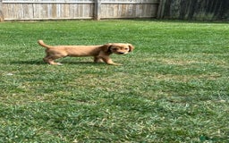 Cocker Spaniel dogs for sale: KC registered Red Cocker Spaniel Pups  - Image 4