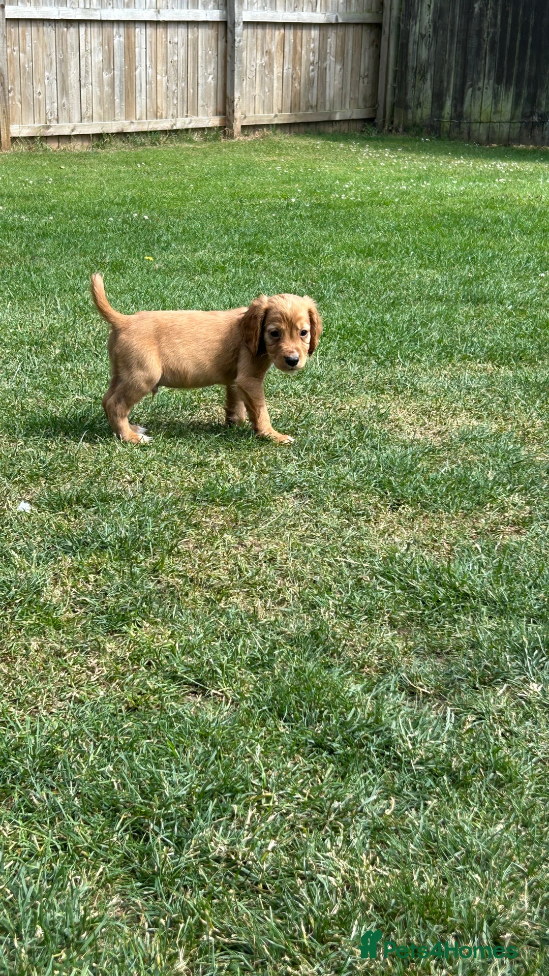Cocker Spaniel dogs for sale: KC registered Red Cocker Spaniel Pups  - Image 4