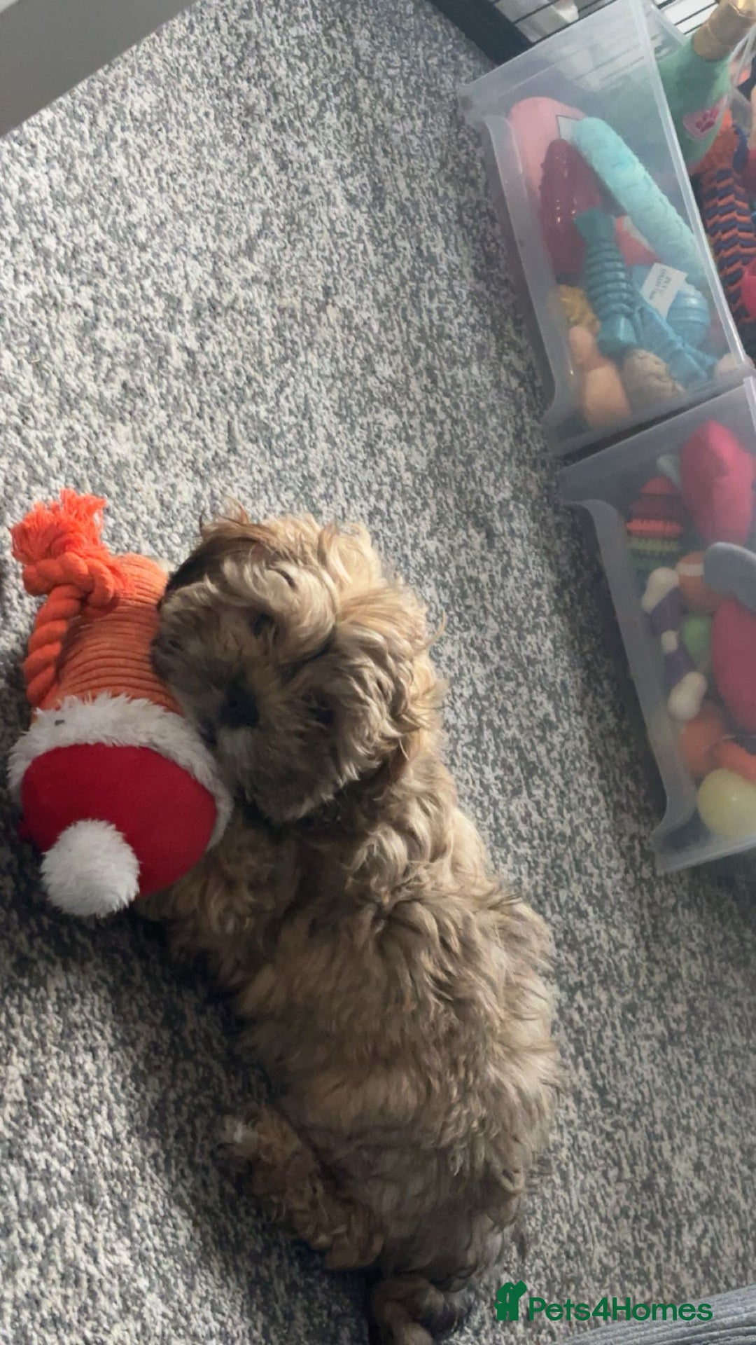 Shihpoo dogs for sale: Lovely shihpoo for rehoming - Advert 5