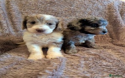 Cockapoo dogs for sale: Beautiful F1b cockapoo puppies - Advert 5