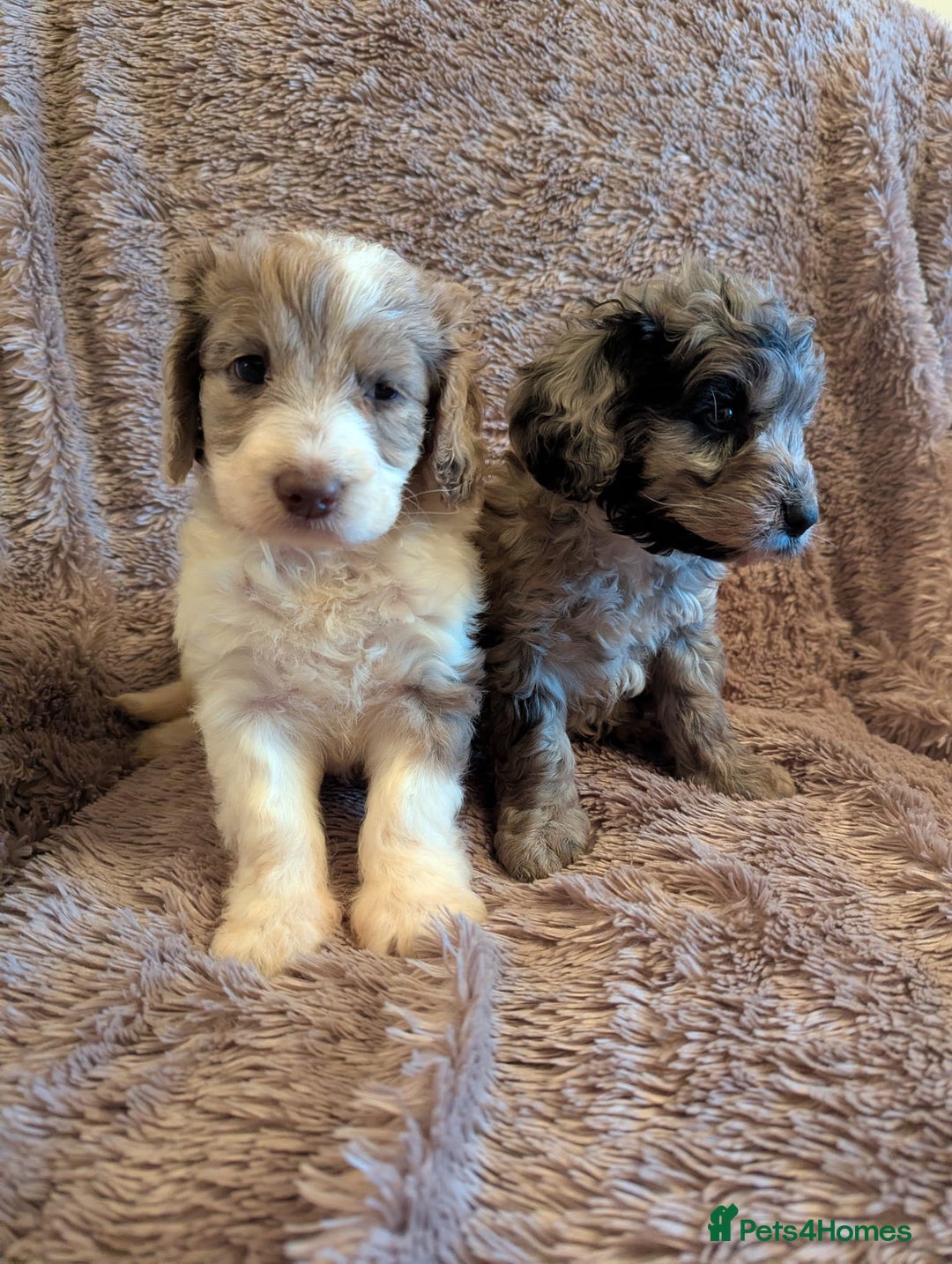 Cockapoo dogs for sale: Beautiful F1b cockapoo puppies - Advert 5