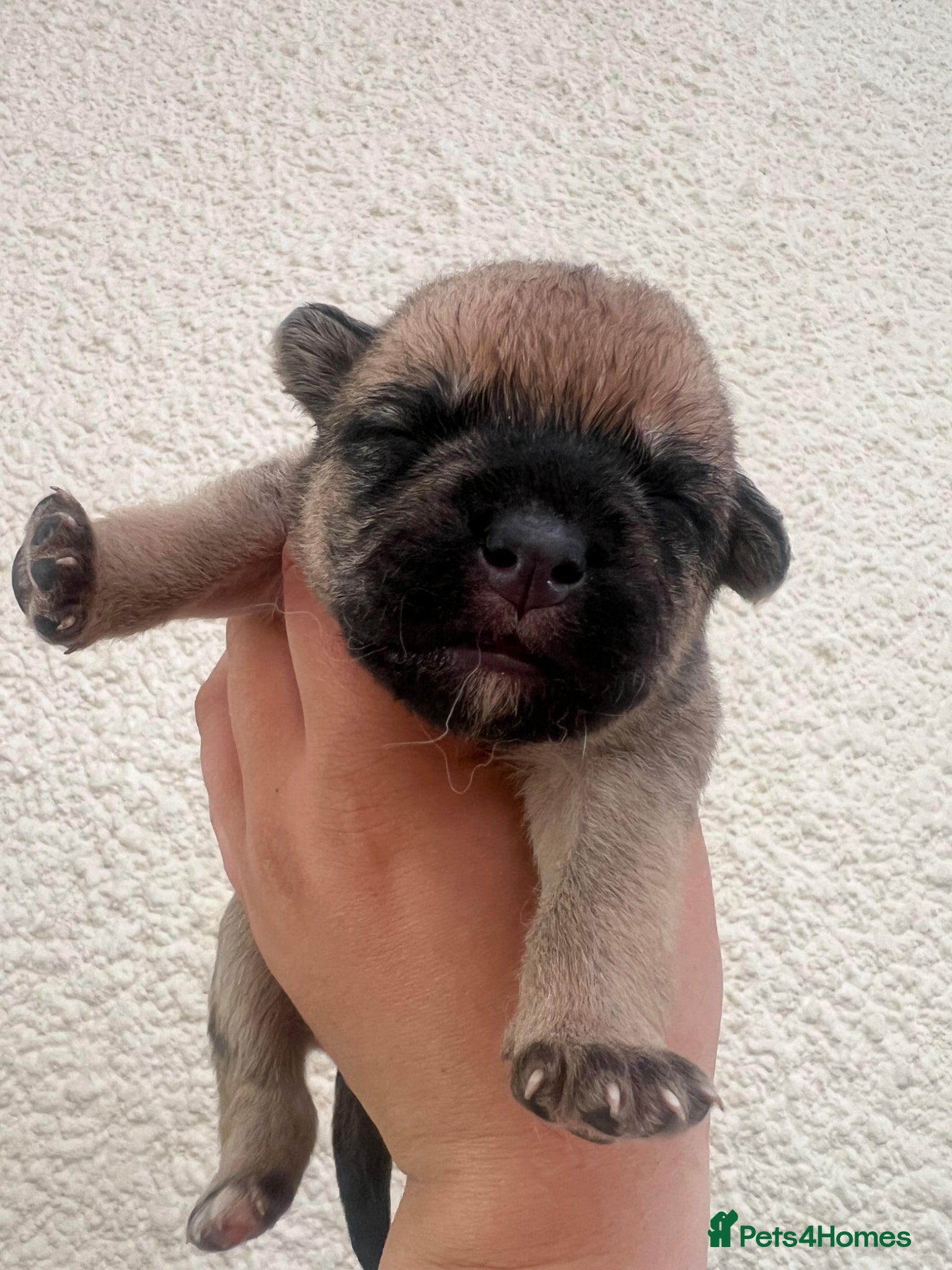Mixed Breed dogs for sale: 7 beautiful Malkita x puppies with unique colours  - Advert 16