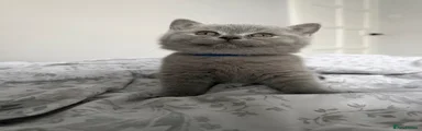 British Shorthair 1