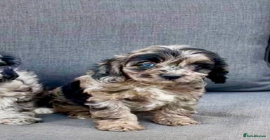 Cavapoo dogs - Advert 4