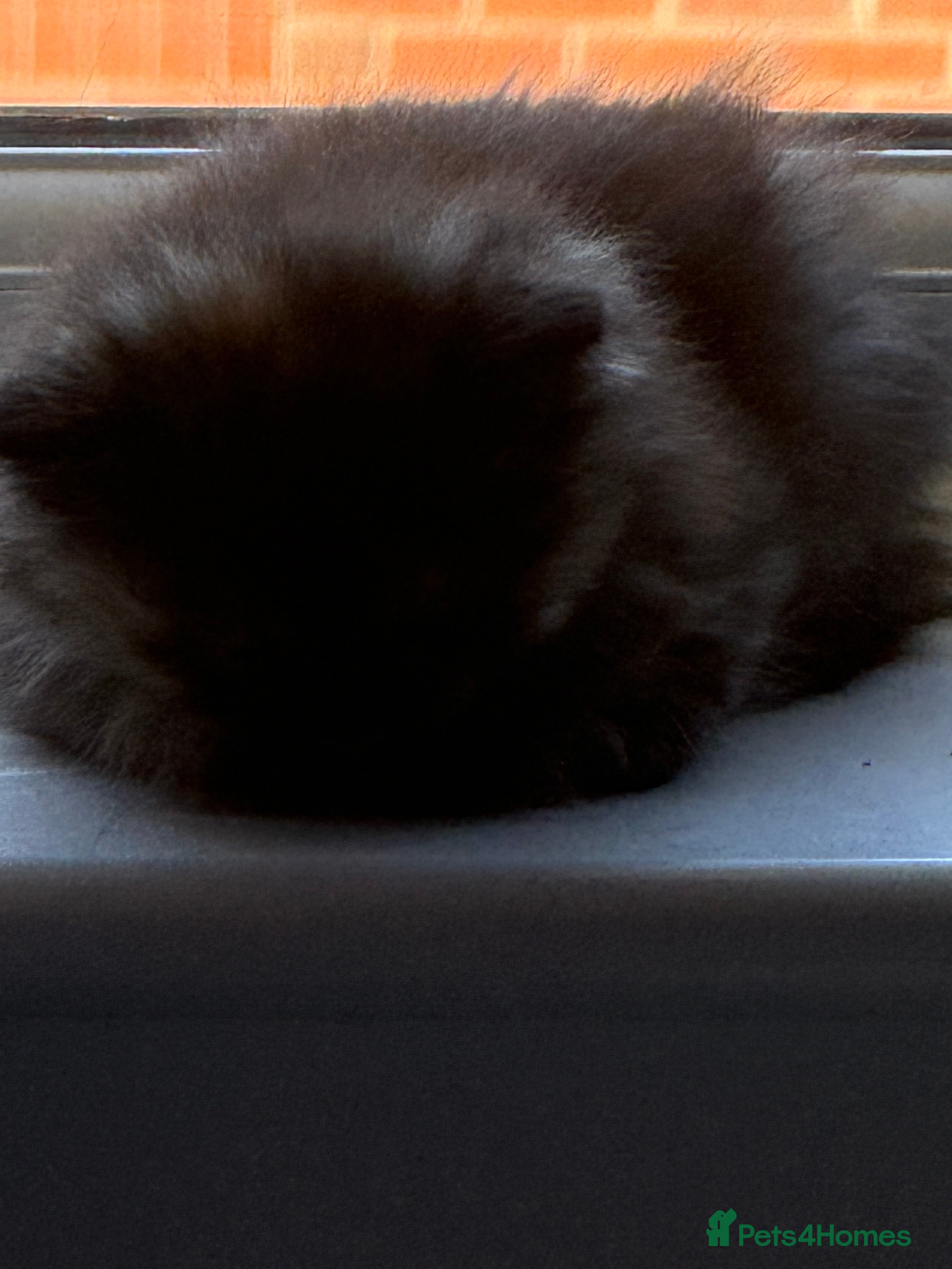 Mixed Breed cats Beautiful mixed breed kittens  - Advert 2