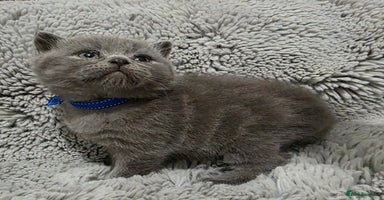 British Shorthair cats Beautiful BSH Kittens  - Advert 14