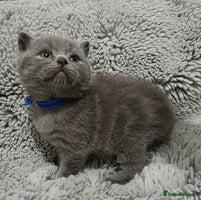 British Shorthair cats Beautiful BSH Kittens - Advert 14