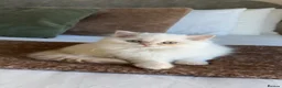Persian cats for sale: 2 Persian doll face kittens  - Advert 3