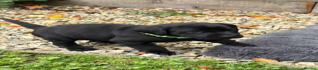 Labrador Retriever Puppy 1