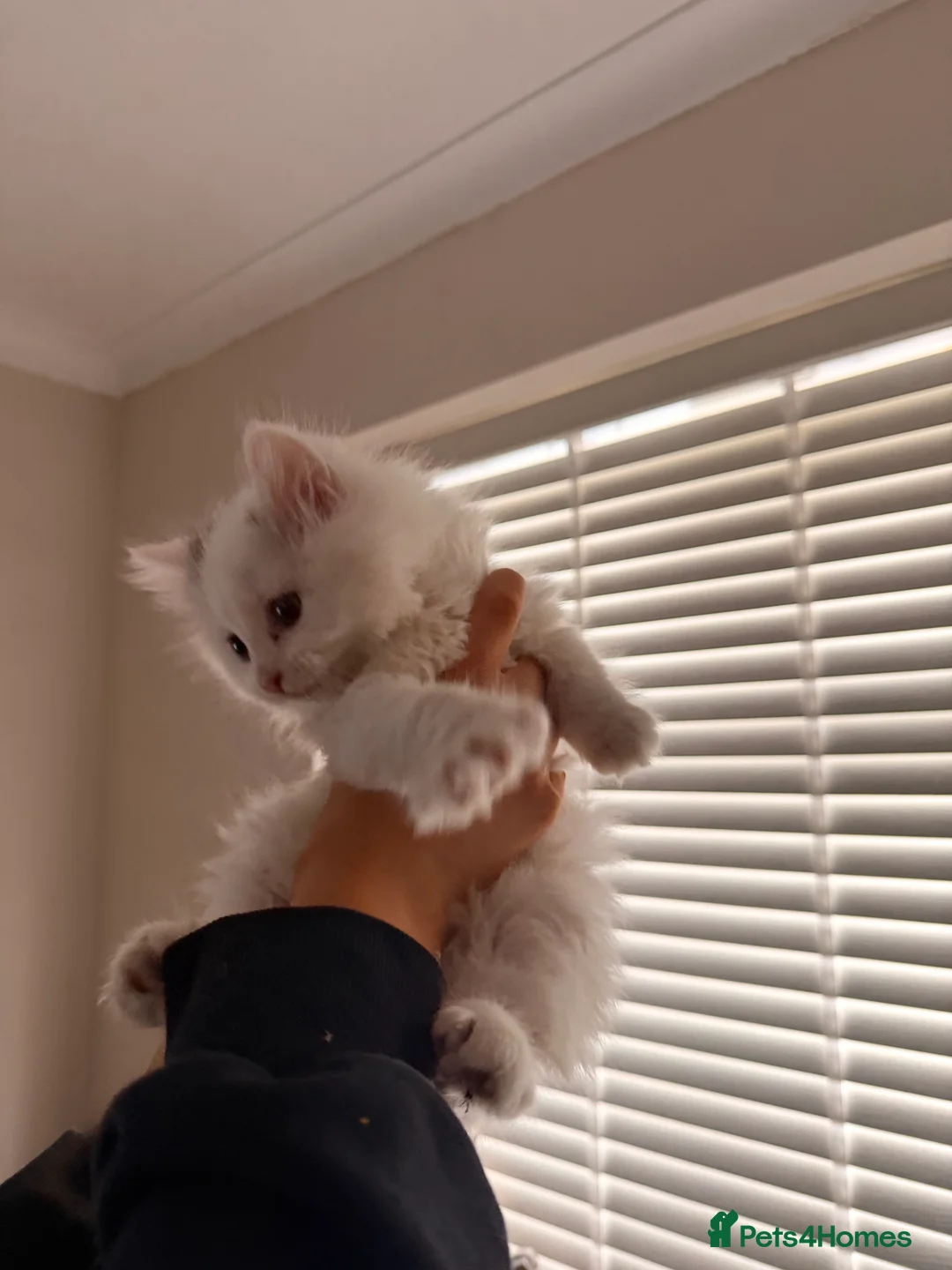 Mixed Breed cats for sale: 1 boy and 1 girl kitten 8 weeks old - Advert 4