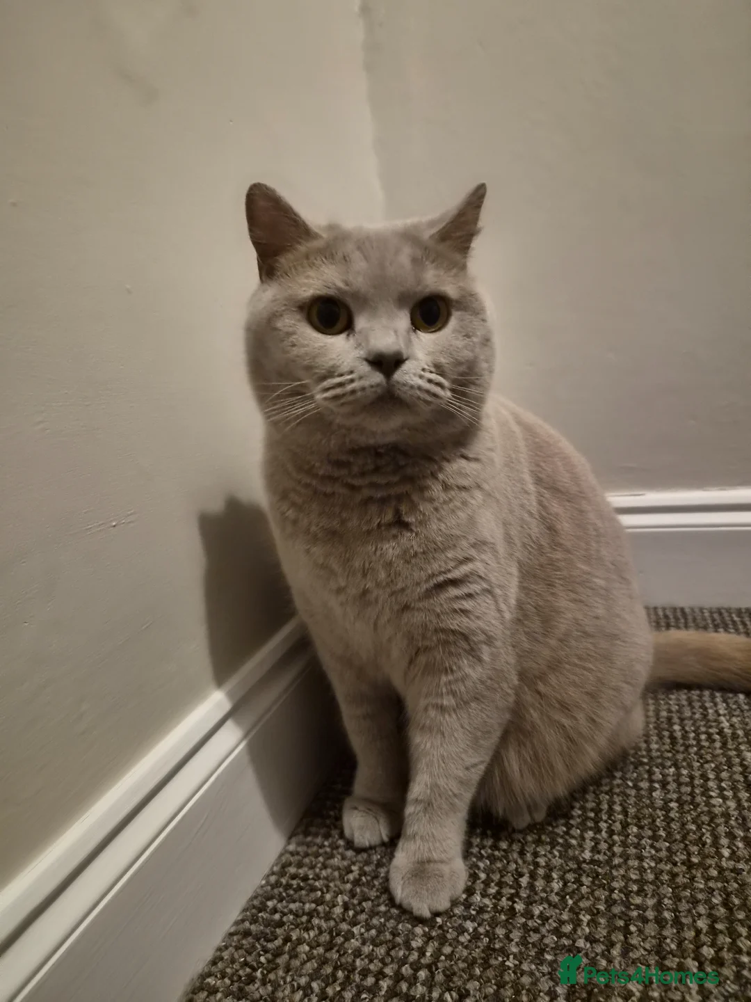 British Shorthair cats for sale: Ellie - Seeking loving home as your only cat - Advert 2