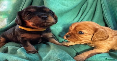 Cavalier King Charles Spaniel dogs - Advert 5