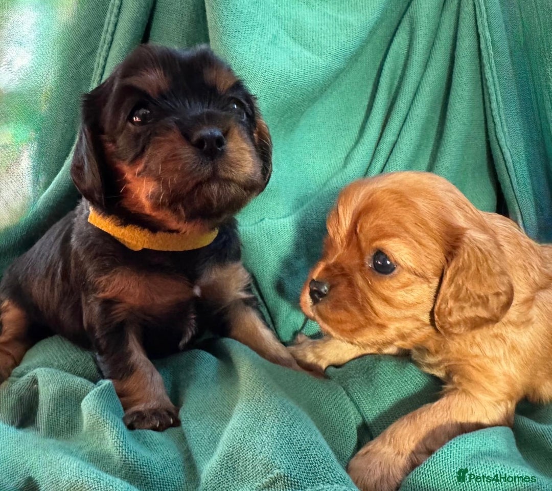 Cavalier King Charles Spaniel dogs for sale: Beautiful Cavalier Puppies - Fully health tested  - Image 3