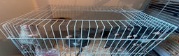 Rat rodents for sale: Baby girl rats - Advert 2