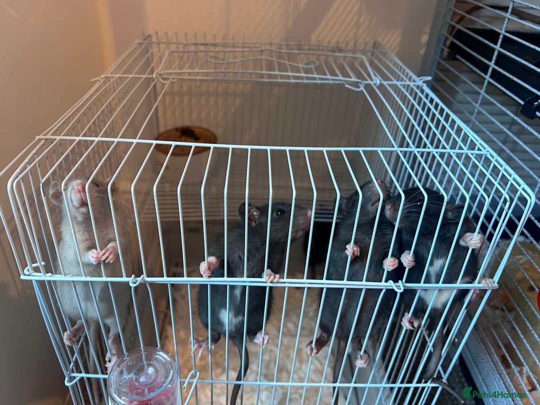Rat rodents for sale: Baby girl rats - Advert 2