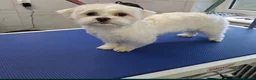 Maltese dogs for sale:   Maltese boys  - Advert 2