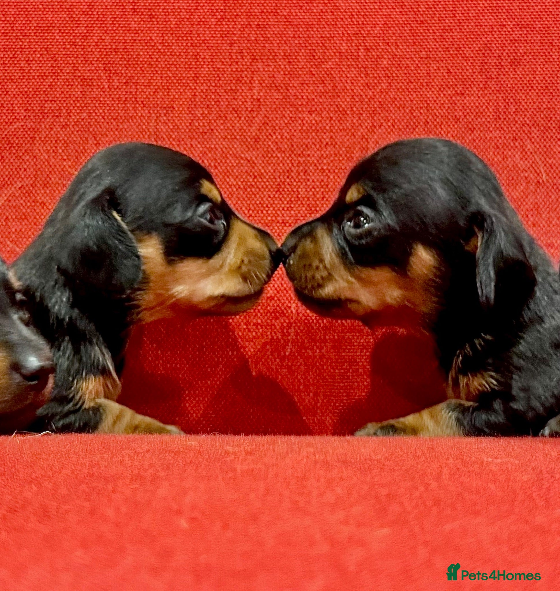 Miniature Dachshund dogs KC Mini black and tan Dachshund puppies  - Advert 2