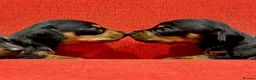 Miniature Dachshund dogs for sale: KC Mini black and tan Dachshund puppies  - Advert 2