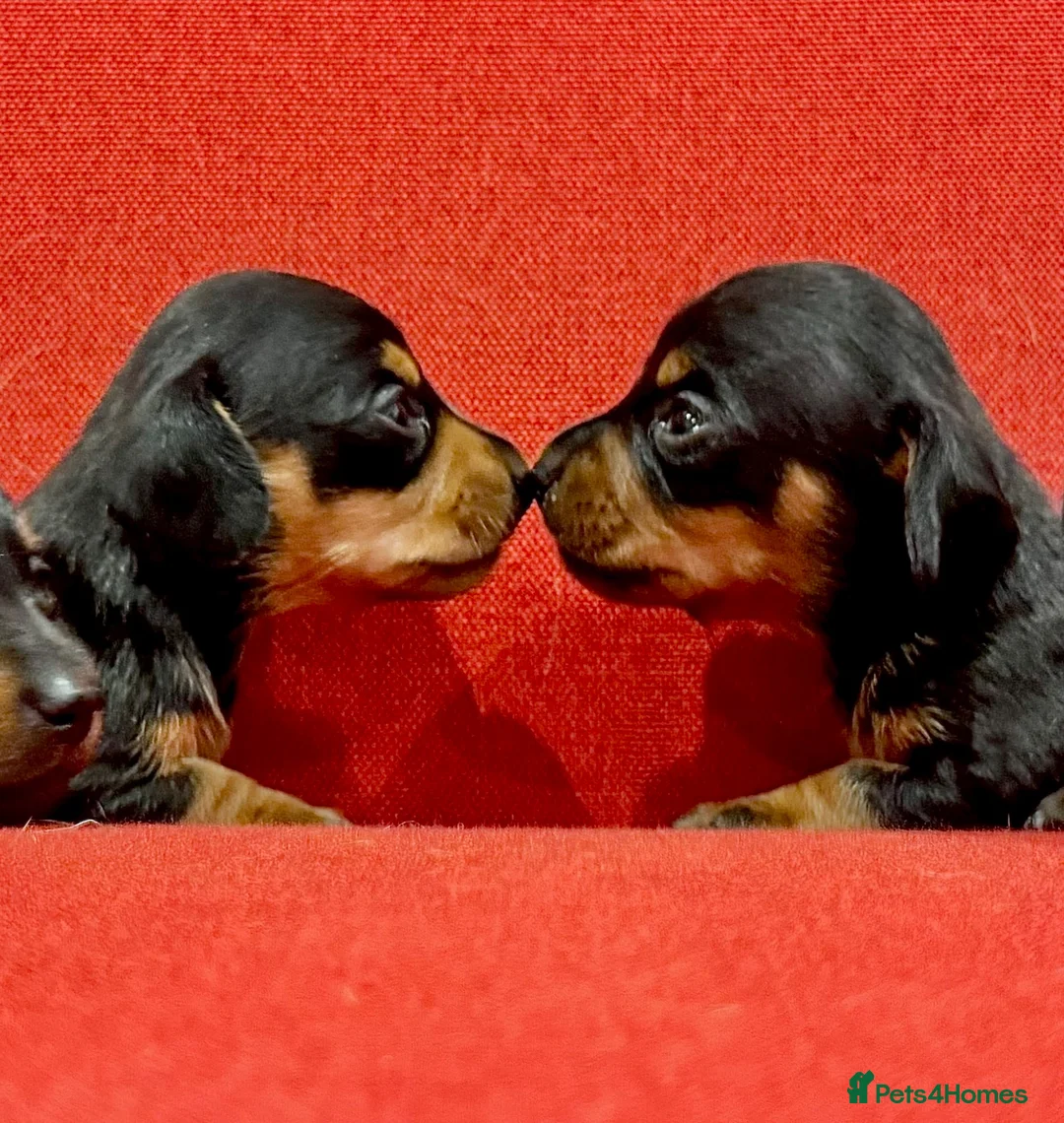 Miniature Dachshund dogs for sale: KC Mini black and tan Dachshund puppies  - Advert 2