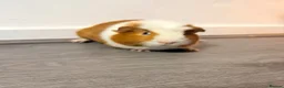 Guinea Pig rodents for sale: Guinea pigs  - Advert 12