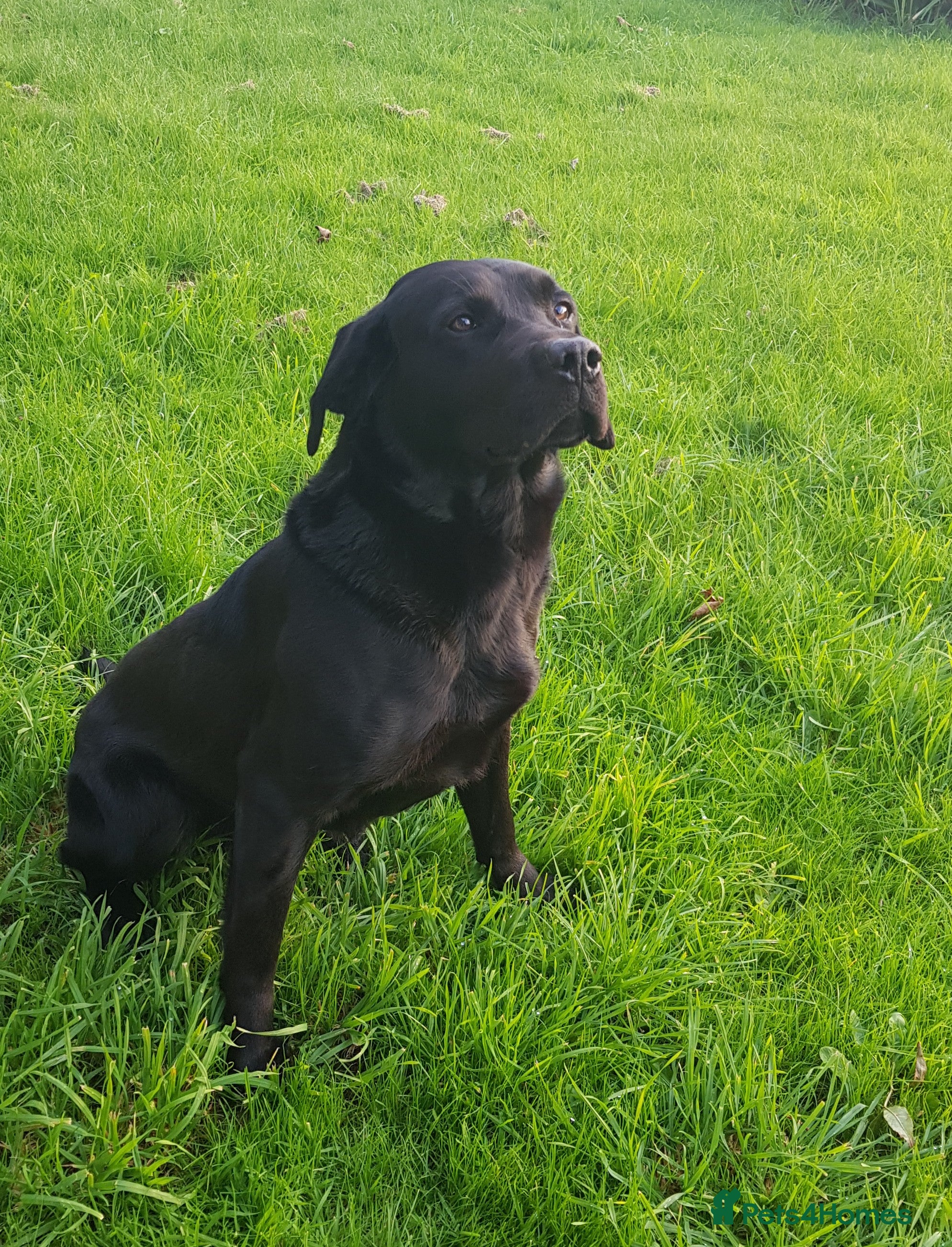 gunner