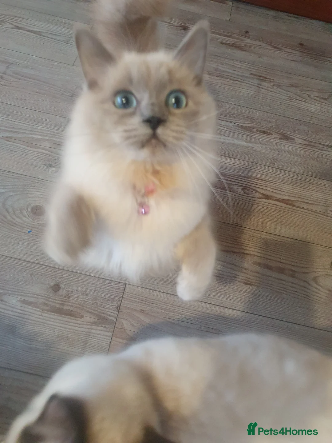 Ragdoll cats for sale: Sweet&Playful ragdolls - Advert 39