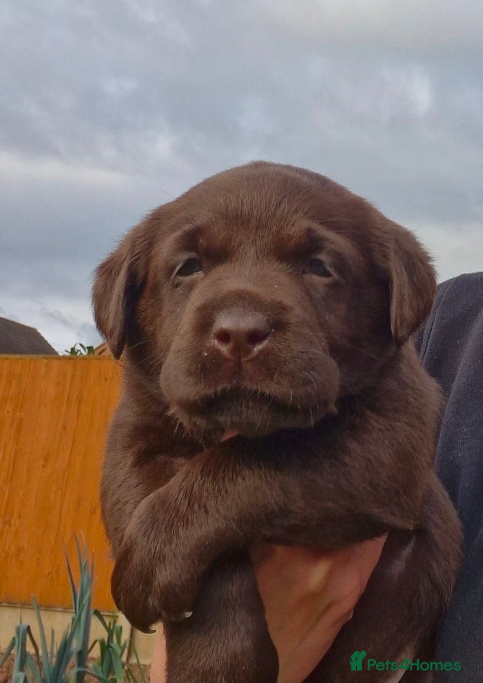 Labrador Retriever dogs Labrador Puppies - Ready Mid April  - Advert 1