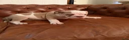 Olde English Bulldogge dogs for sale: Olde English Bulldogge  - Advert 9