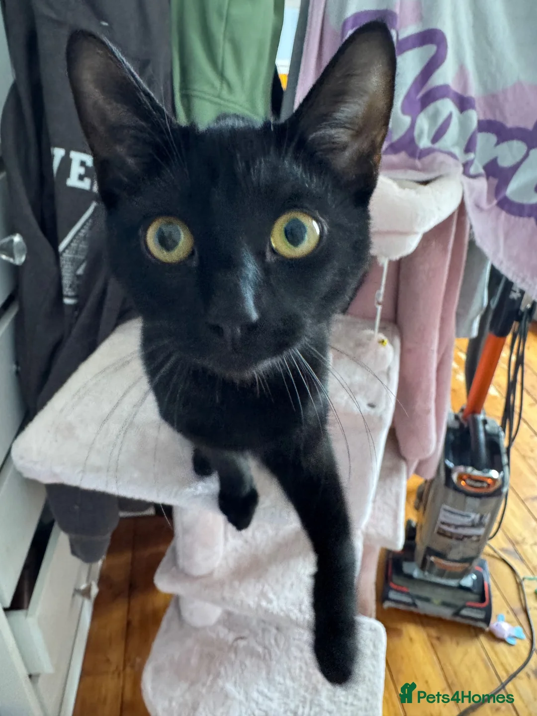 Domestic Shorthair cats for sale: Black shorthair domestic female cat  - Advert 3