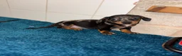 Dachshund dogs for sale: Miniature dachshund - Advert 14