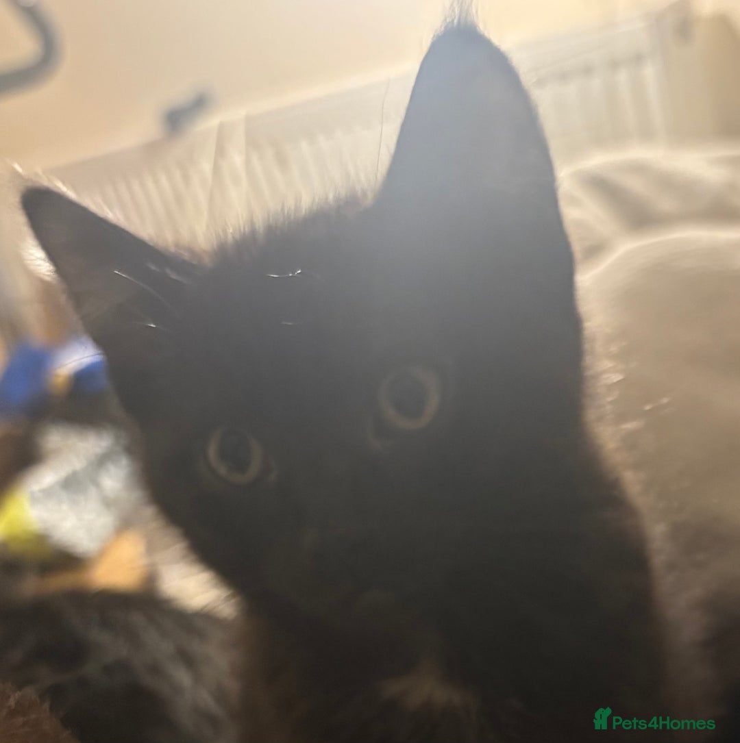 Mixed Breed cats for sale: Mixed Russian Blue, Ragdoll and Tabby  - Advert 7