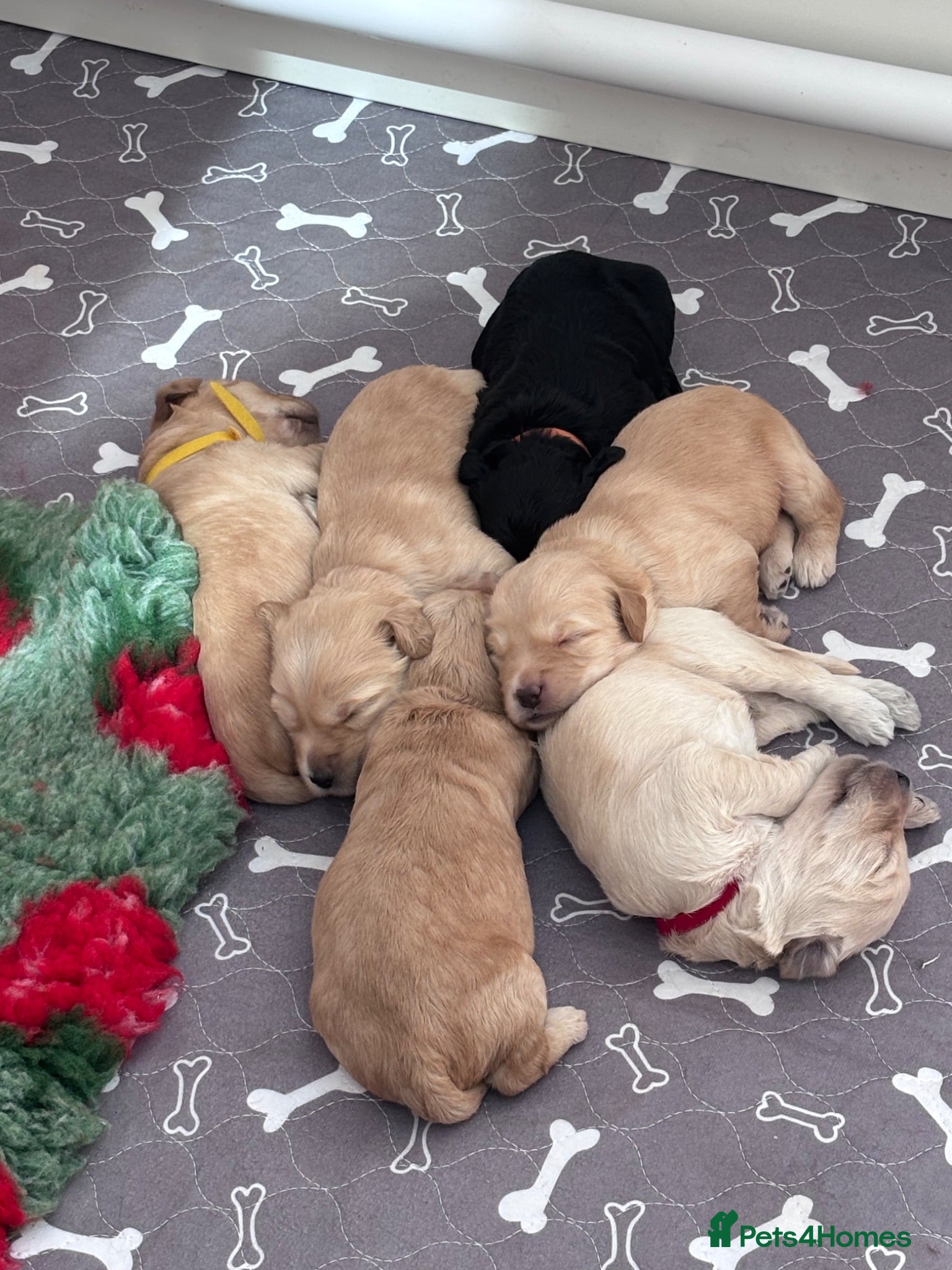 Mixed Breed dogs Gorgeous Ultimate Doodles - Advert 1