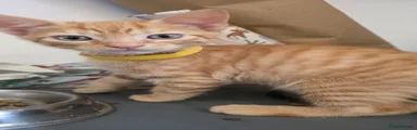 GINGER BOY