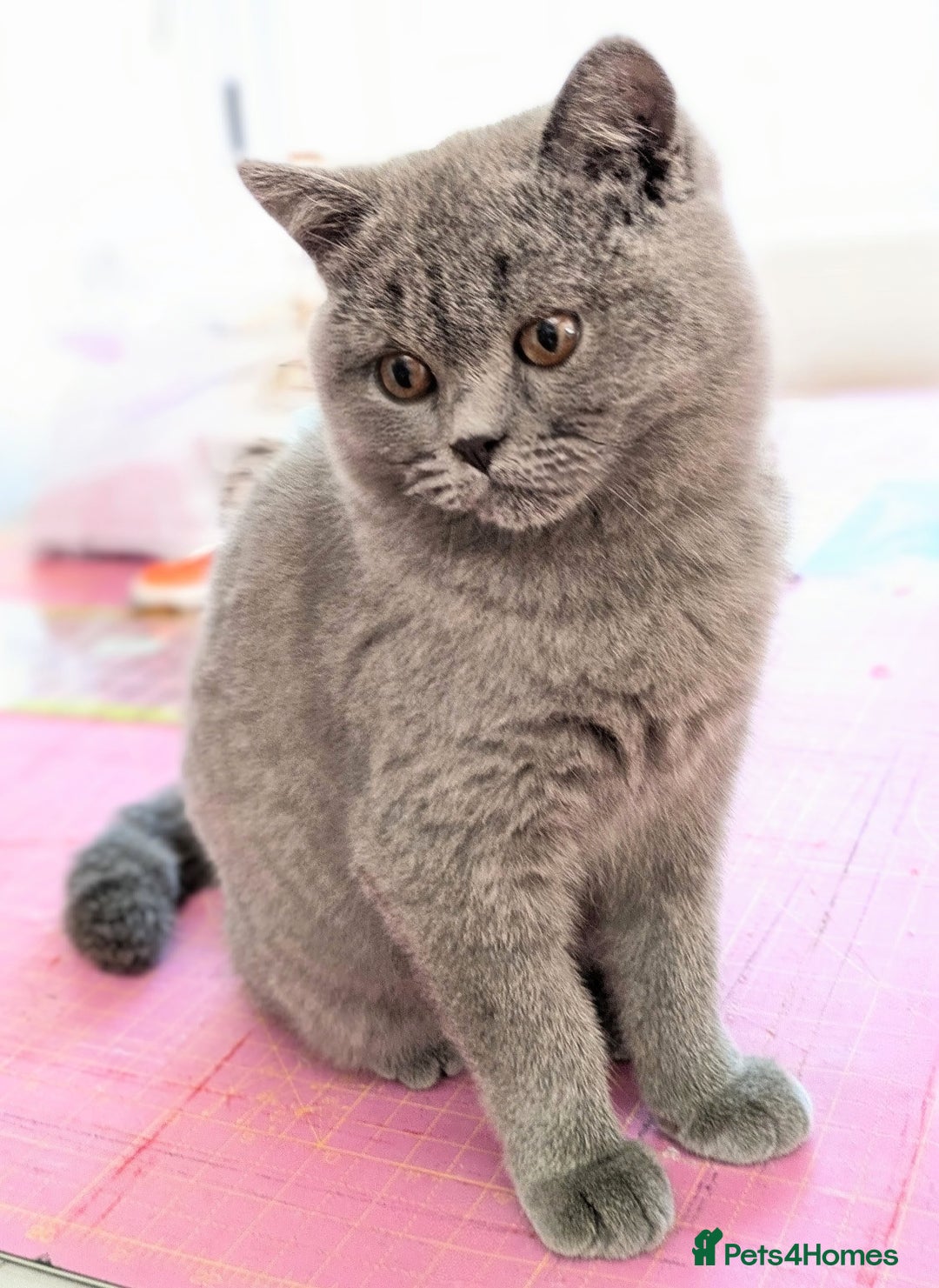 British Shorthair cats for sale: Gorgeous British shorthair kittens  - Image 2
