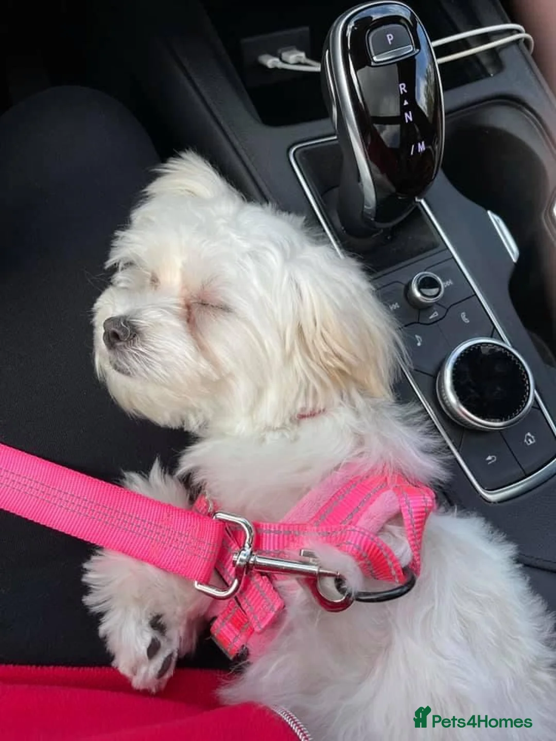Mixed Breed dogs for sale: Adorable Pure White Maltese Puppy Girl - Advert 4