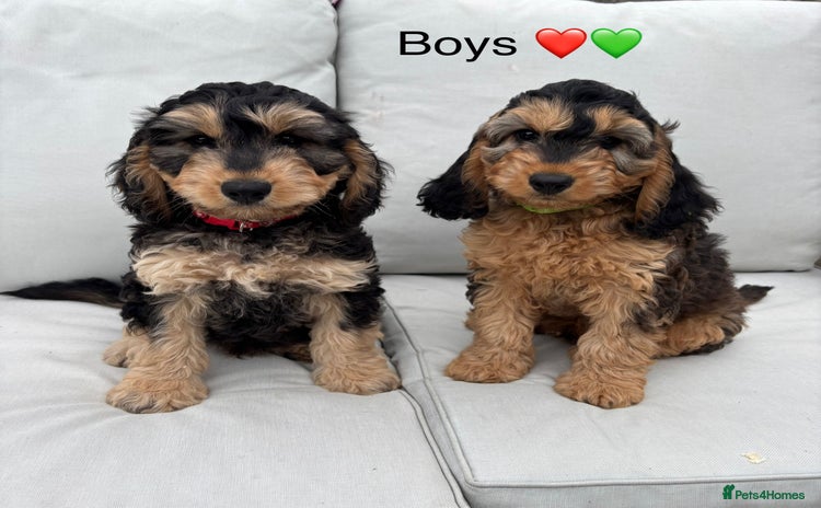 Cockapoo dogs in Denbigh - Advert 2