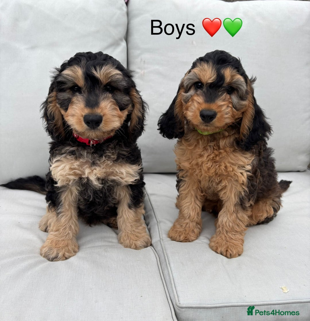 Cockapoo dogs for sale: F1 Cockapoo Puppies DNA clear in Denbigh - Image 1