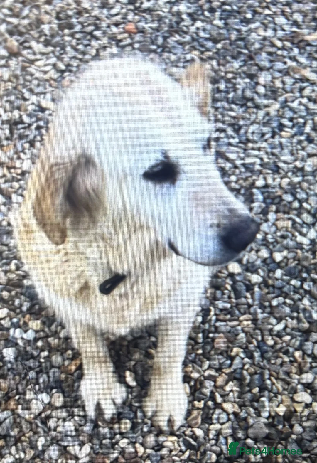 Golden Retriever dogs for sale: Golden retriever puppies in Melton Constable - Advert 5