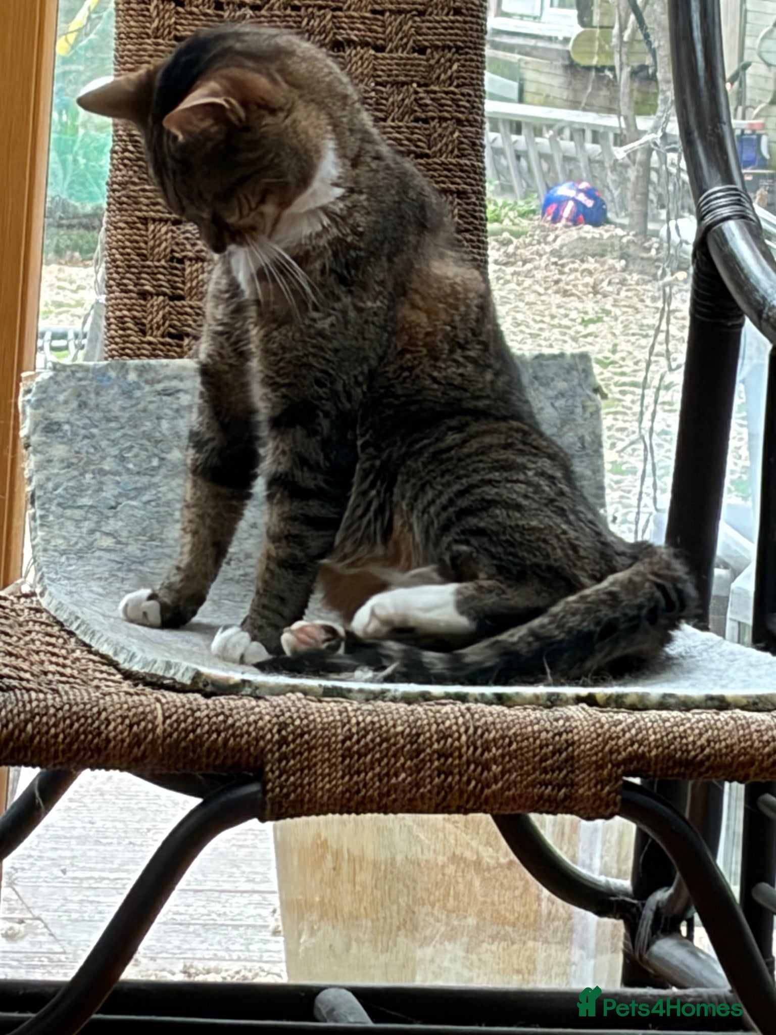 Mixed Breed cats Cookie  - Advert 3