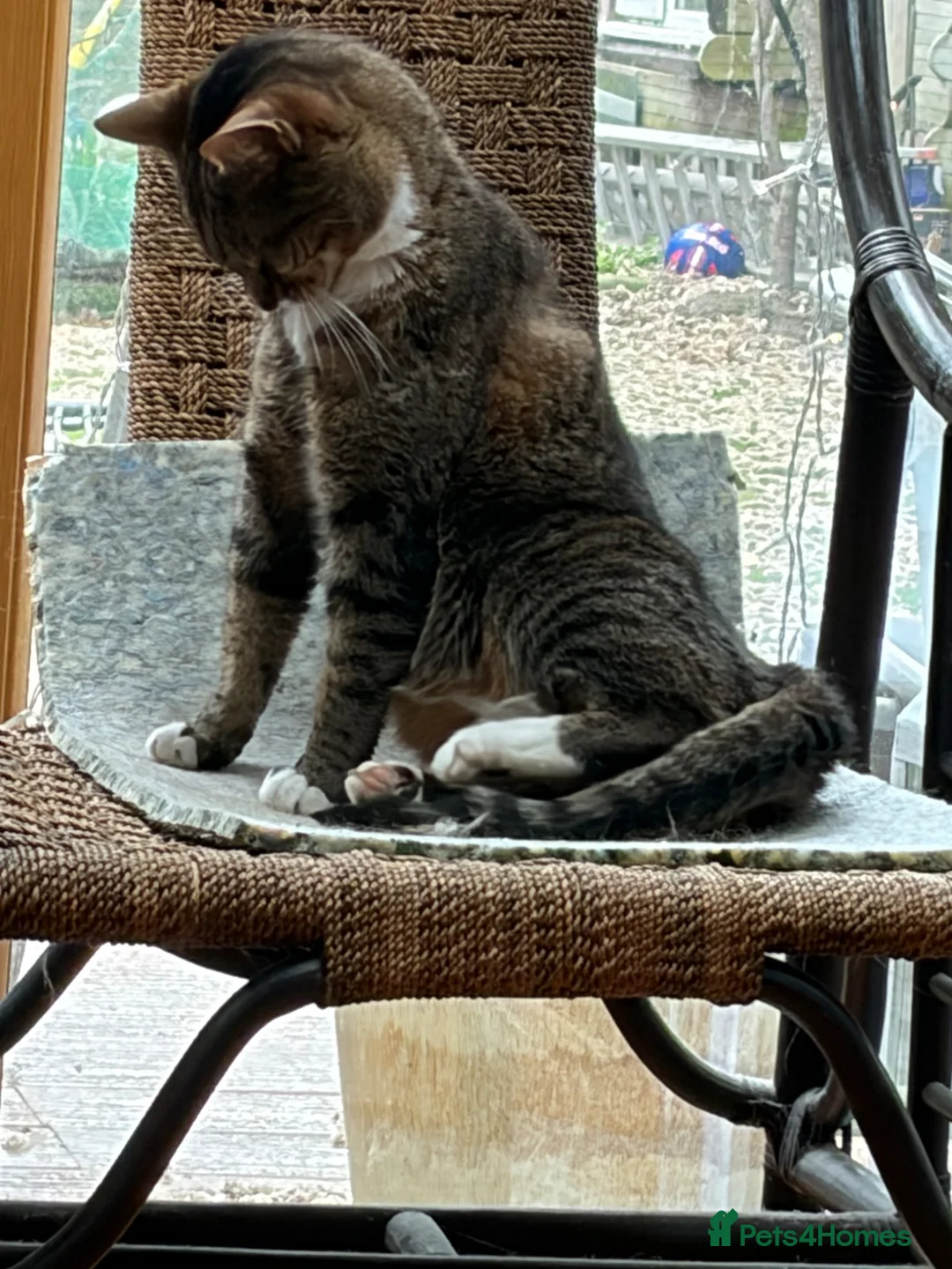 Mixed Breed cats for sale: Cookie  - Advert 1