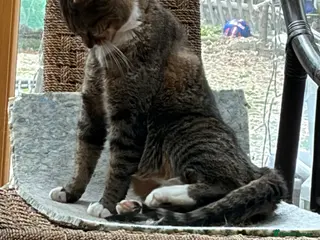 Mixed Breed cats Cookie - Advert 3