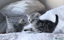 British Shorthair cats for sale: GCCF British Shorthair Silver Kittens - Advert 11