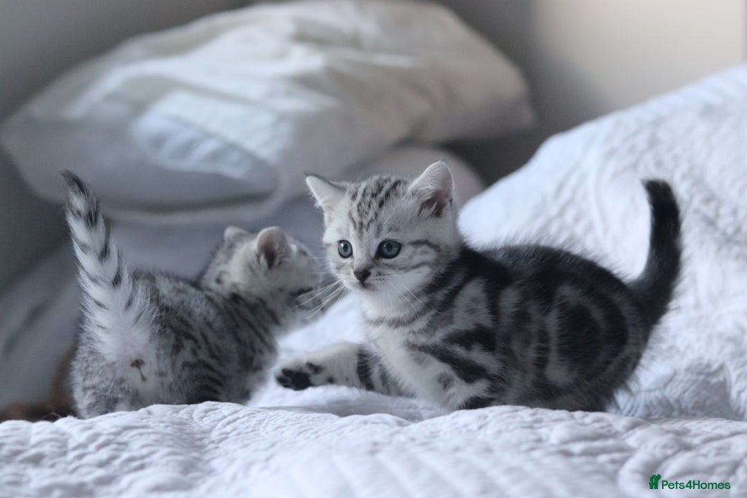 British Shorthair cats for sale: GCCF British Shorthair Silver Kittens - Advert 11