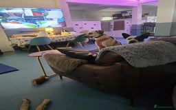 Mixed Breed dogs for adoption: Hermina looking for her home in Salisbury - Image 17