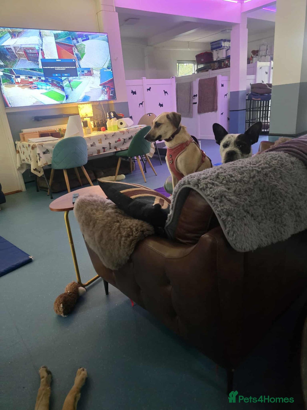 Mixed Breed dogs for adoption: Hermina looking for her home in Salisbury - Image 17