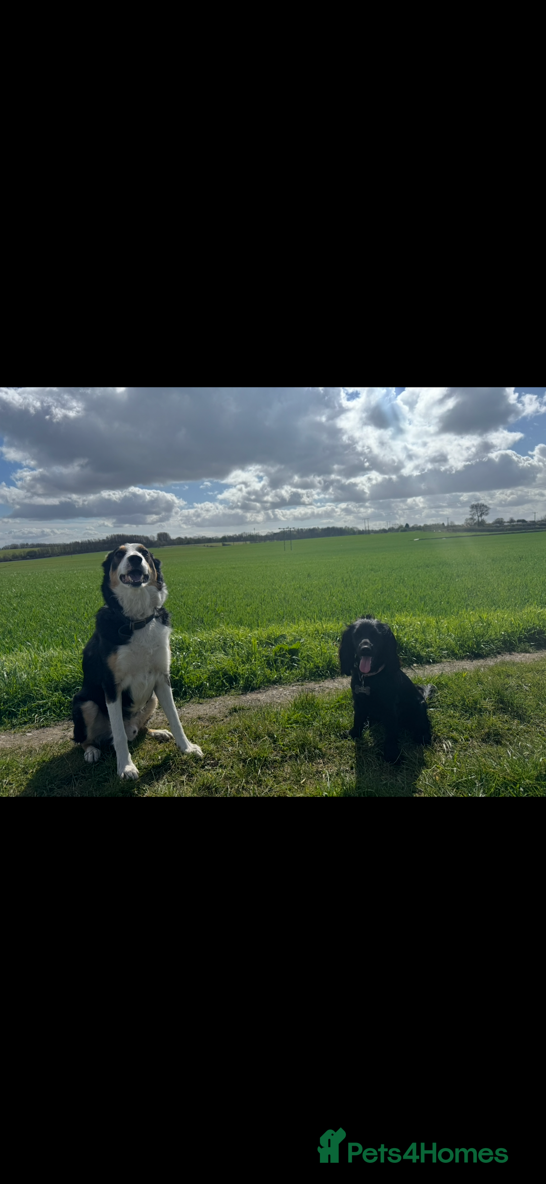 Mixed Breed dogs for sale: 4 Gorgeous Cocker Spaniel Cross Border Collies - Image 18