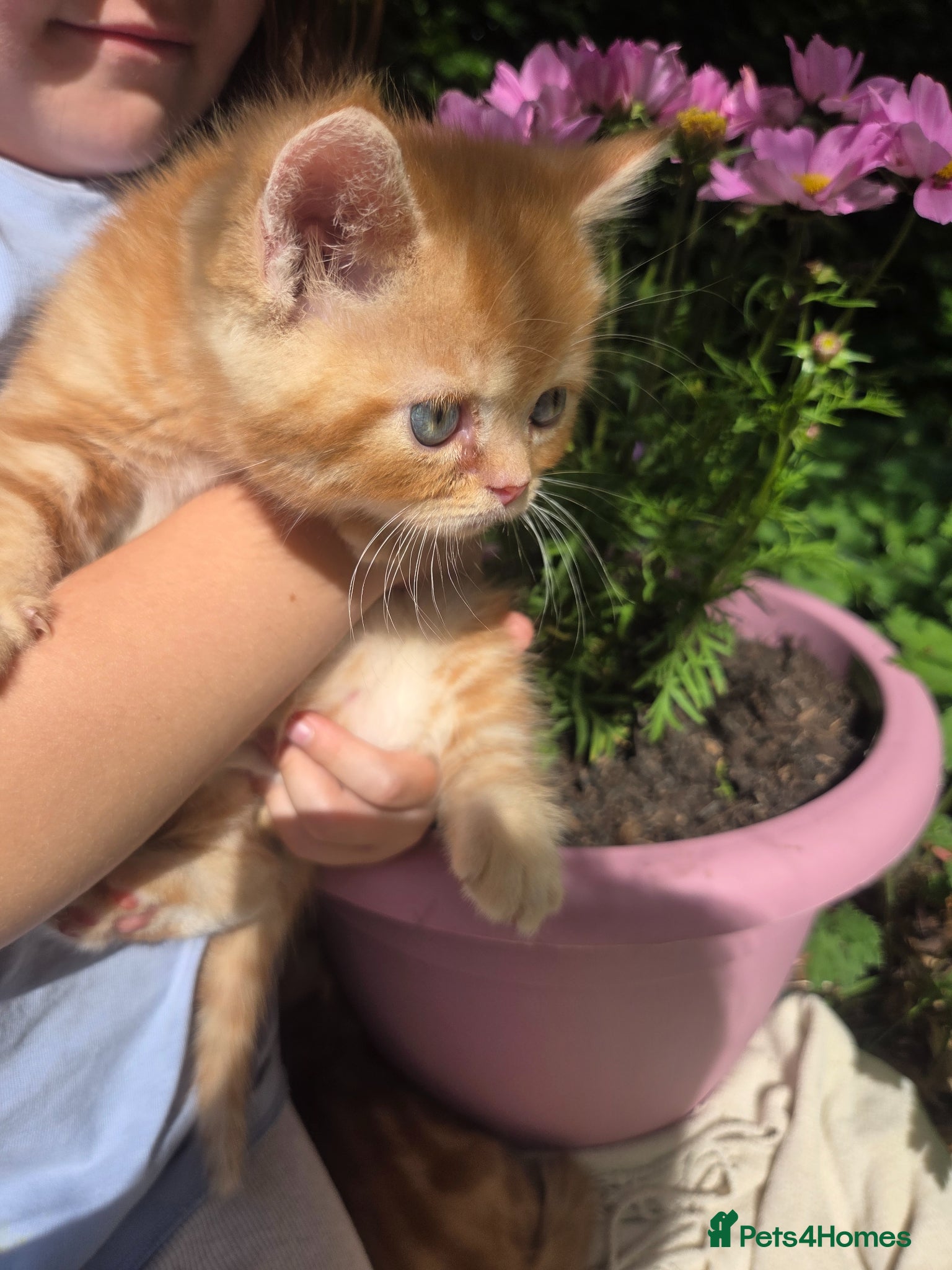 Persian cats for sale: Persian Cross tabby kittens for sale  in Warminster - Advert 24